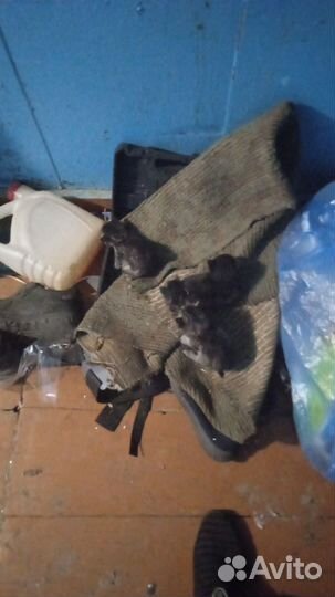 Котята в добрые руки даром бесплатно