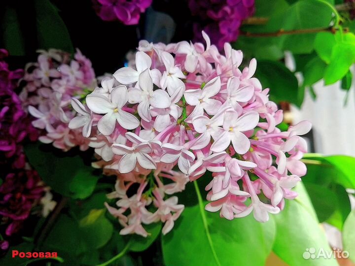 Сирень,жасмин,черенки д.прививки,многое др