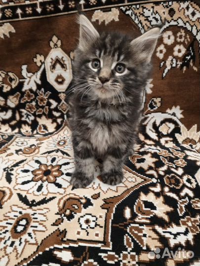 Котята мейн-кун