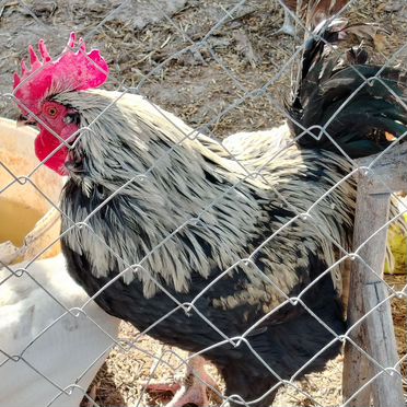 Домашняя птица и помесные кролики