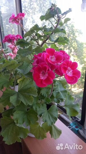 Пеларгония герань