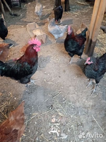 Куры черно медный маран