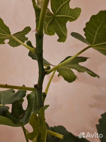Инжир комнатный