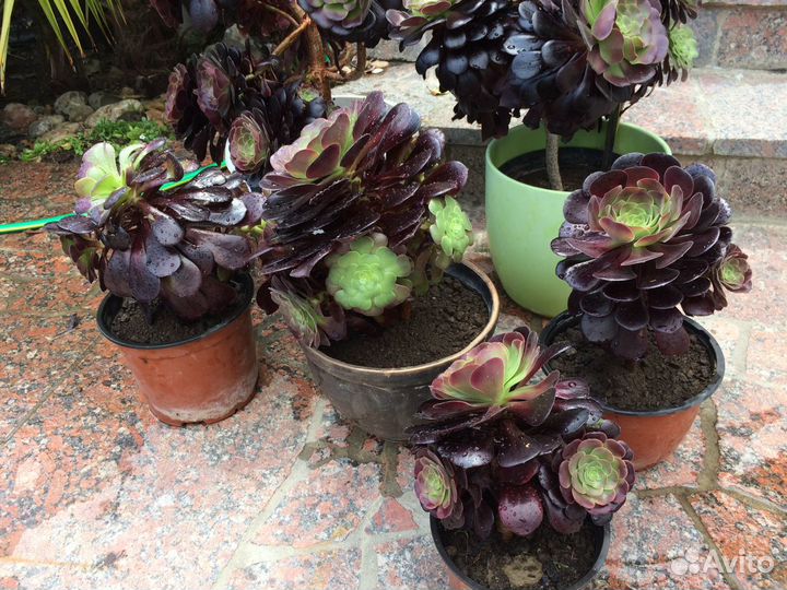 Эониум Древовидный