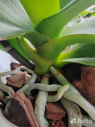 Орхидея фаленопсис Альбуфейра пелор