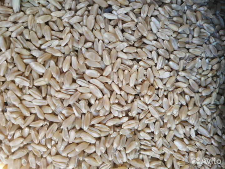 Комбикорм, пшеница, отруби, ячмень, кукуруза