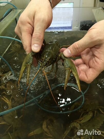 Живые раки, варёные раки