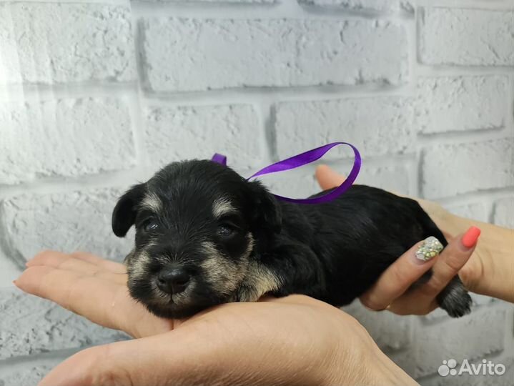 Цвергшнауцер