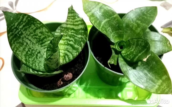 Домашние растения: аихризон, замиокулькас и прочие