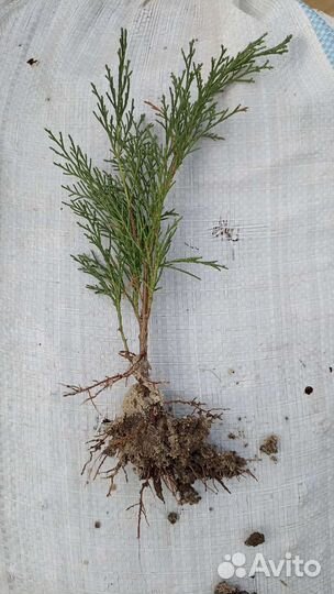 Можжевельник Казацкий