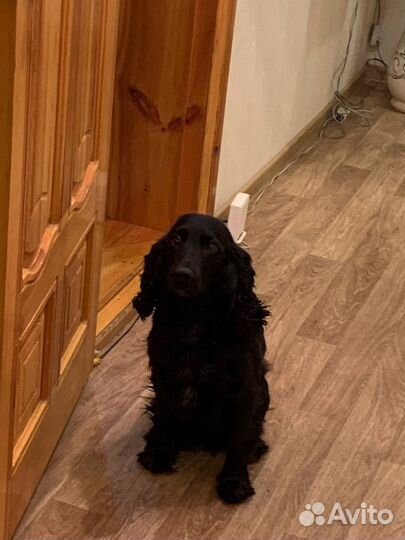 Щенки русский охотничий спаниель