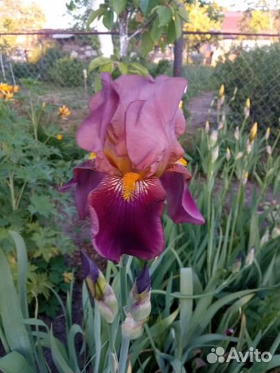 Ирис синий, жёлтый, темно фиолетовый, голубой