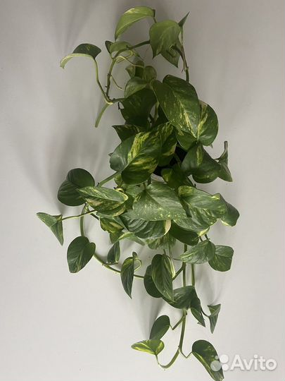 Сциндапсус золотистый,н-джой,неон,хэппи лиф