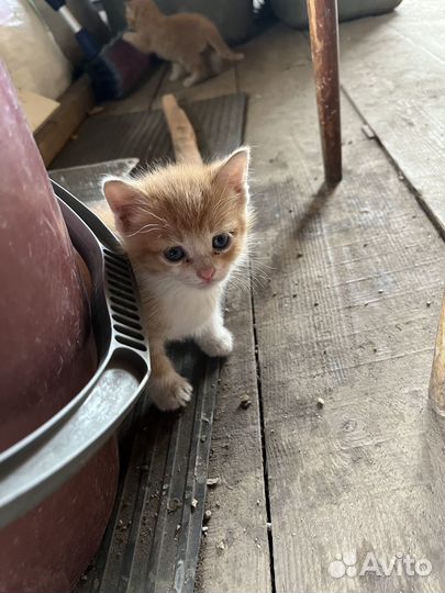 Котята отдам бесплатно
