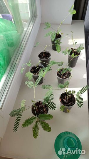 Мимоза стыдливая