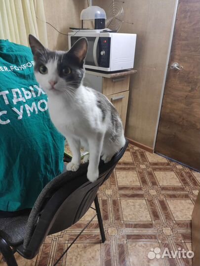 Красивая и умная кошечка в добрые руки