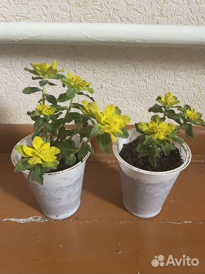 Молочай хоста