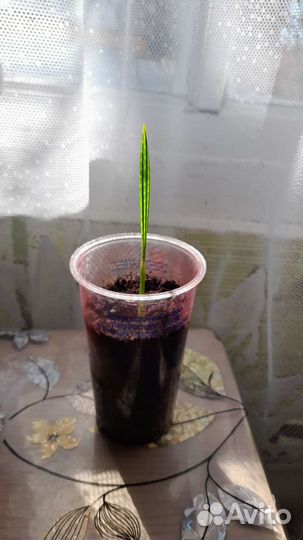 Финиковые пальмы