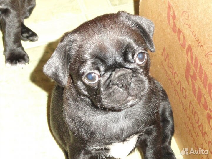 Щенок мопса черный. Девочка. 15.01.24