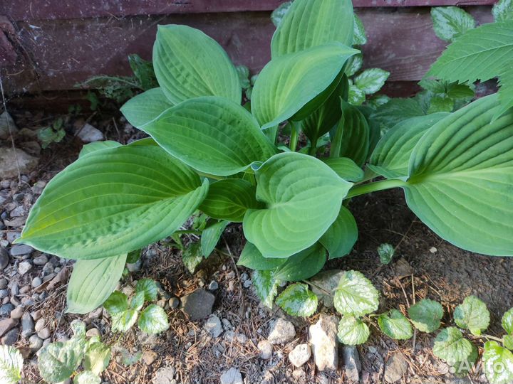 Хоста карликовая и обычная