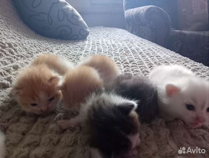 Котята в добрые руки бесплатно