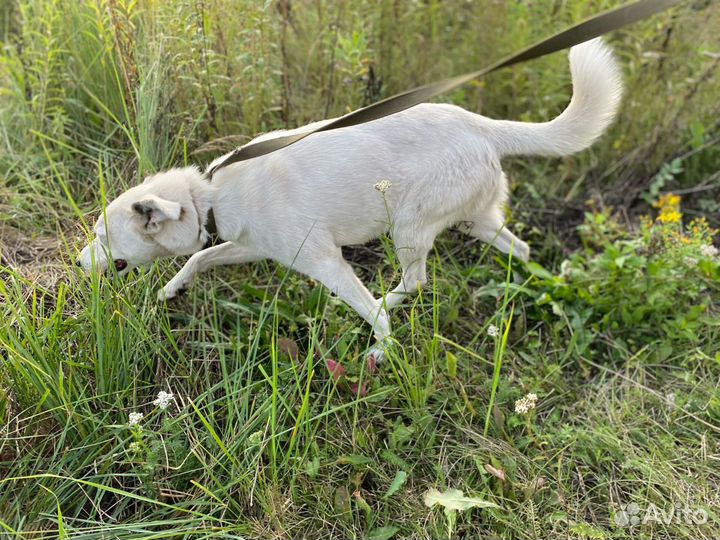 Айсберг, кобель