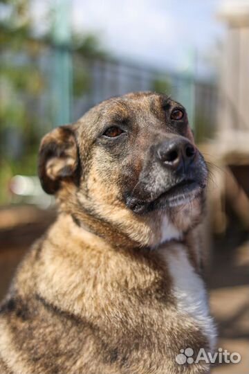 Собаки из приюта