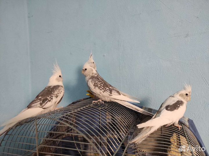 Корелла пара и малыши