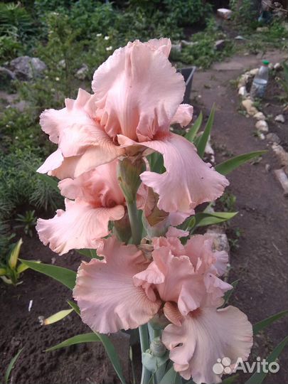 Высокие бородатые ирисы