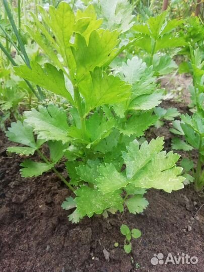 Зелень, сельдерей, укр, пинамбур, хрен