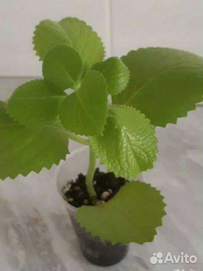 Душистая мята