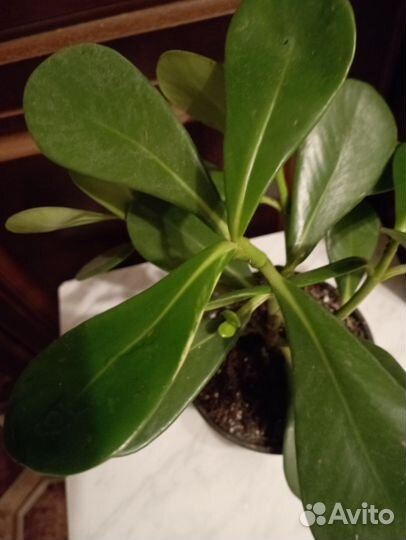 Экзотические растения