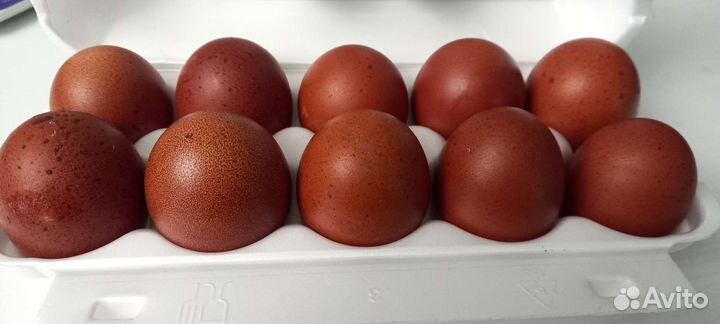 Инкубационное яйцо маран