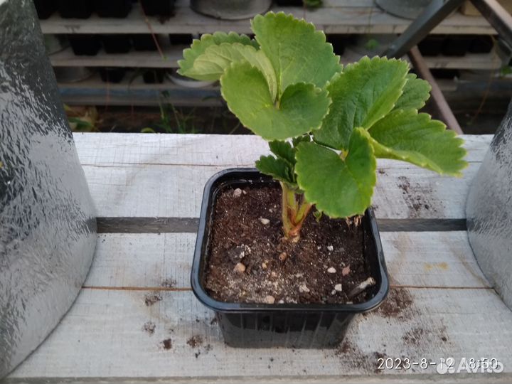 Рассада клубники