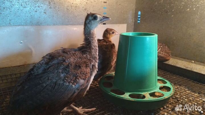 Павлин индийский