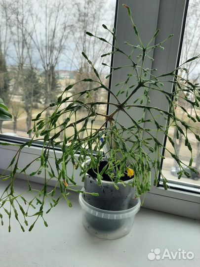 Цветок Брызги шампанского