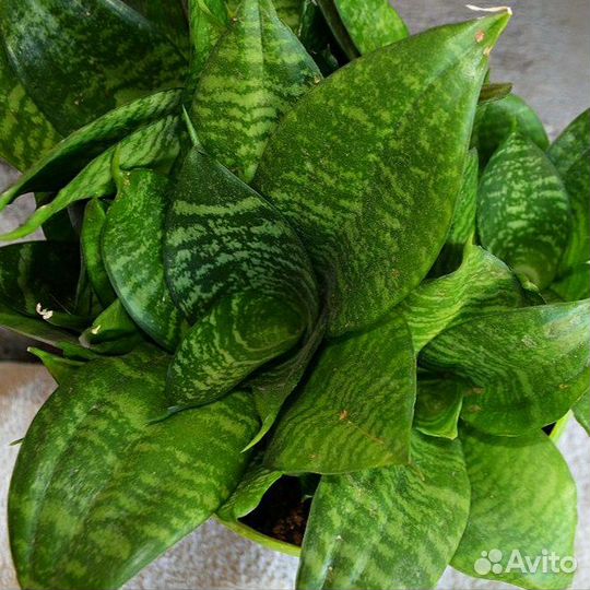 Сансевиерия ханни