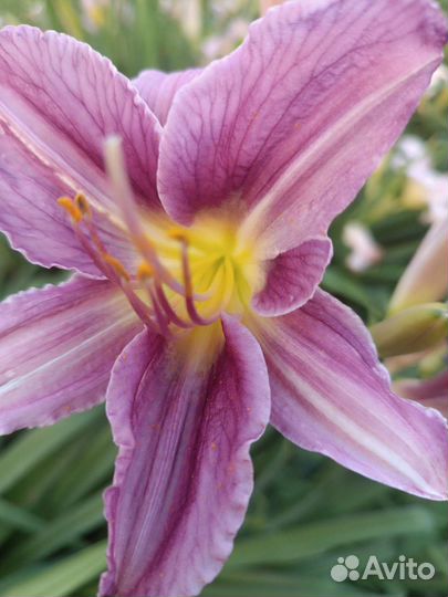 Многолетники для сада