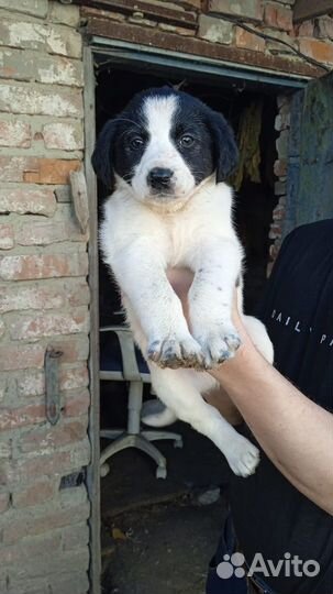 Щенки от спаниеля