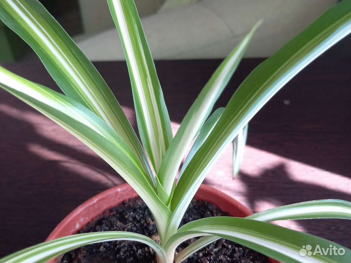 Хлорофитум в горшочке