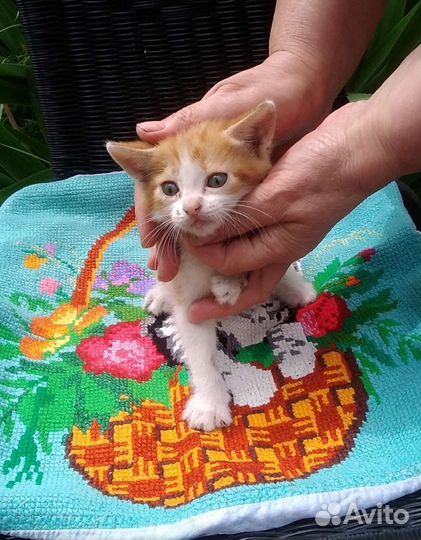 Котята в добрые руки