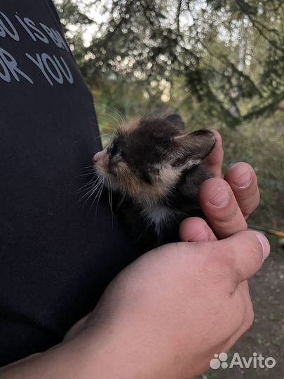 Котята в добрые руки бесплатно