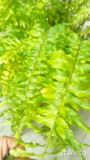 Папоротник тигр, замиокулькас