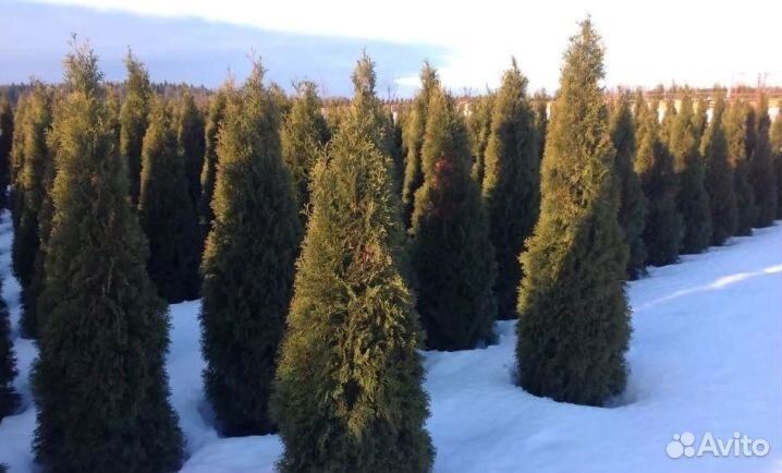 Саженцы туи Смарагд