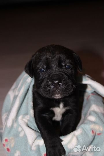 Щенки Кане Корсо