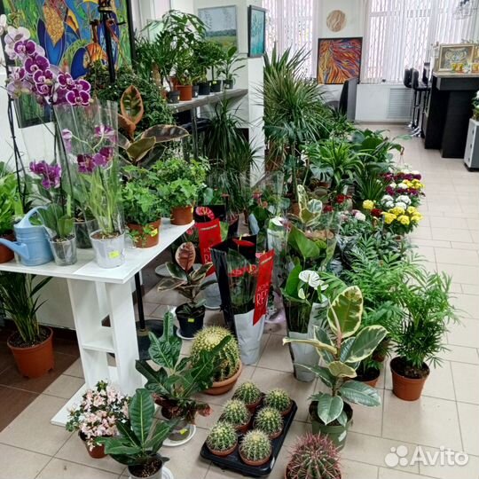 Пальма, калатея, шефлера, примула, виола