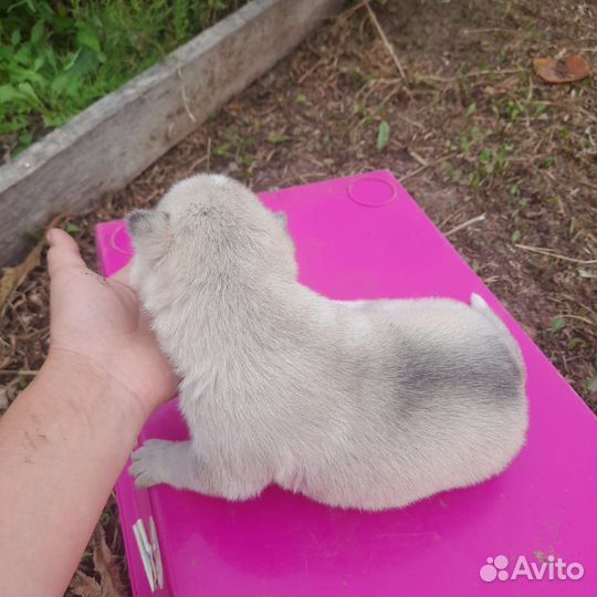 Щенок хаски