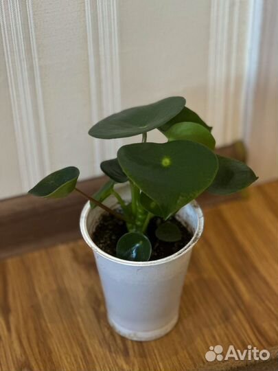 Пилея пеперомия