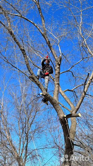 Спилить дерево на участке