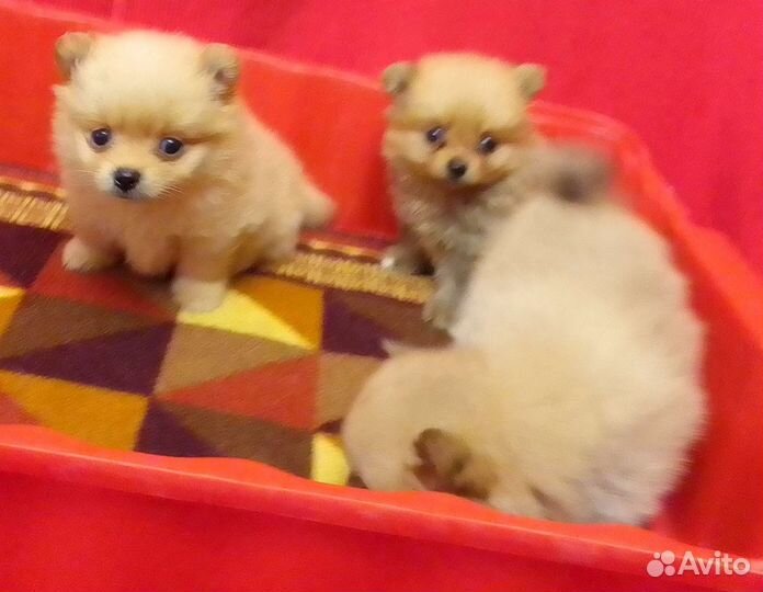 Немецкий Шпиц